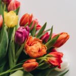 Tulpenblüte in Holland: Wann beginnt sie?