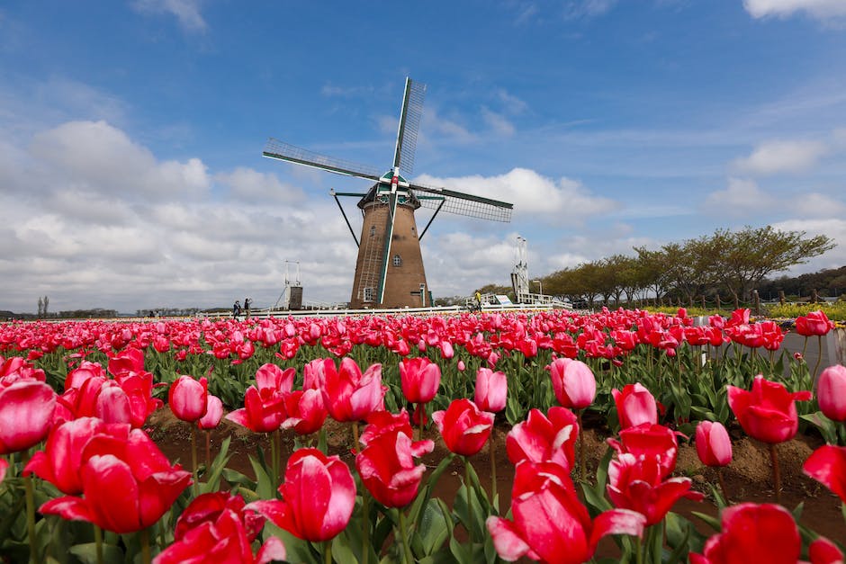  Tulpenfelder in Holland blühen