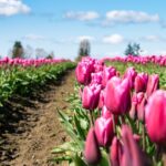 Tulpenfelder in Holland blühen im Frühling