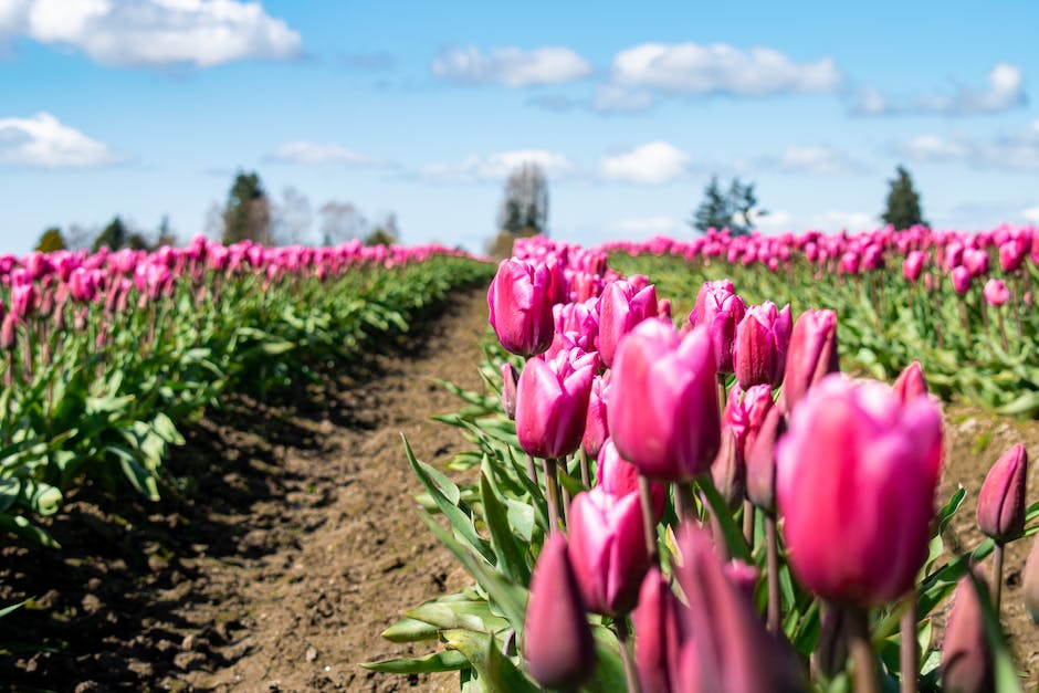 Tulpenfelder in Holland blühen im Frühling