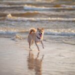 Holland Hunde Strand Zugang Regeln