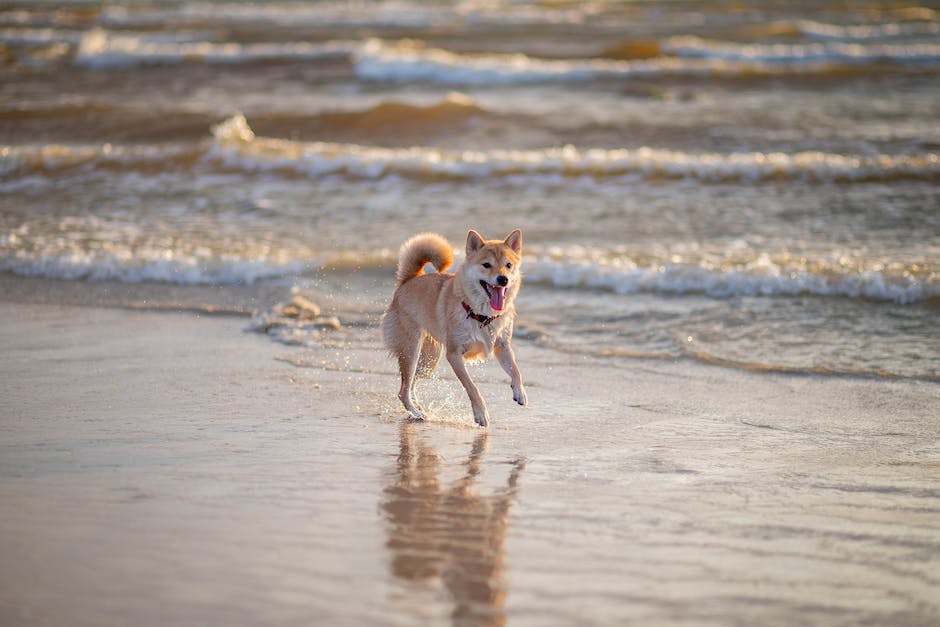 Holland Hunde Strand Zugang Regeln