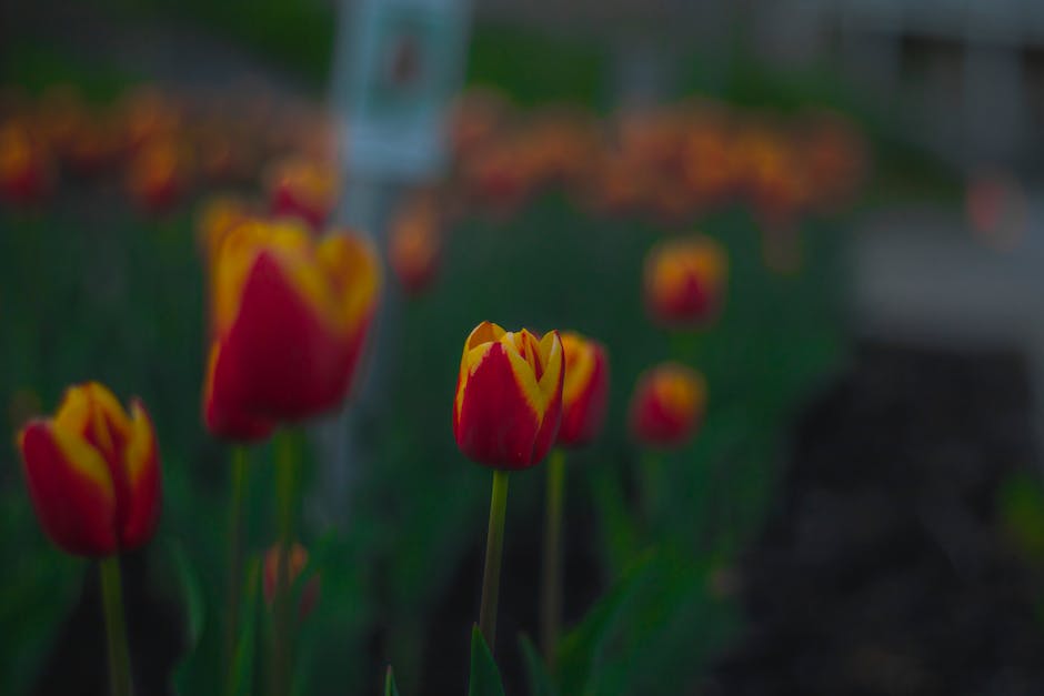  Tulpenblüte in Holland 2022