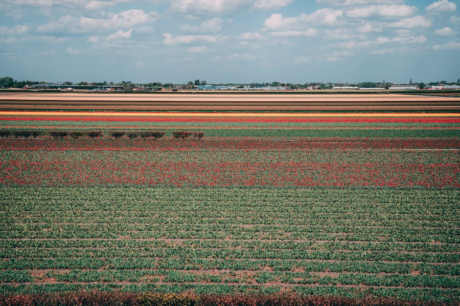  Holland Tulpenblüte Datumsangabe