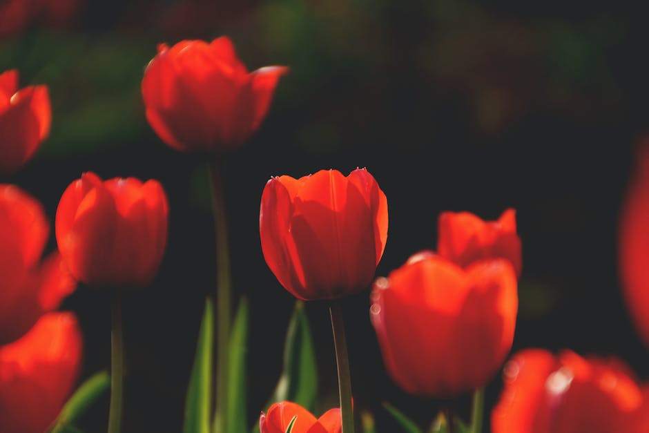 Holland Tulpenblüte Zeitraum