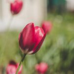 holland tulpenblüte Zeitraum