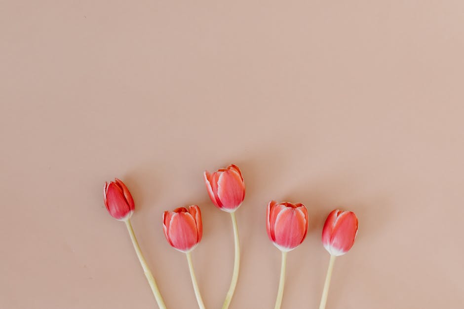 Holland Tulpensaison - wann ist Blütezeit?