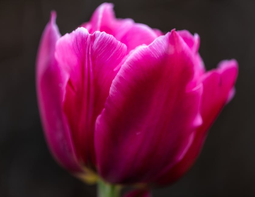  Tulpenblüte in Holland - Zeitraum und beste Reisezeit