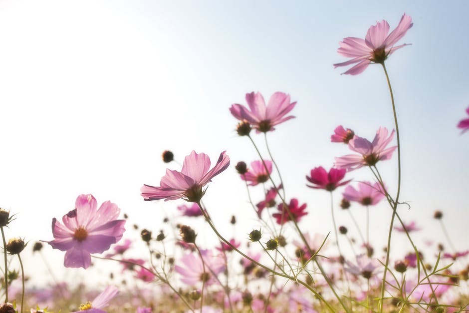  sommerferien in Holland datum