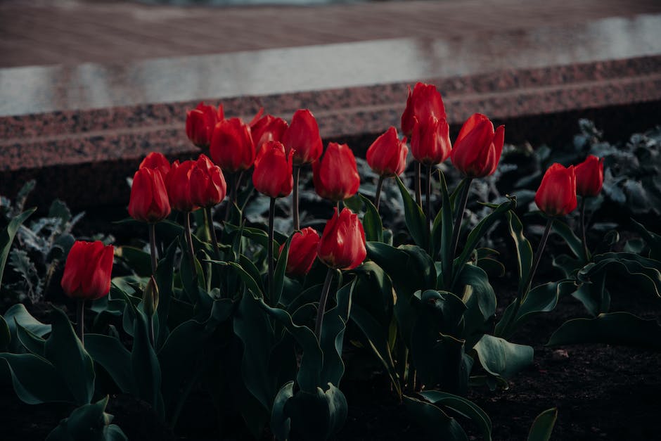  Bild zeigt blühende Tulpen in Holland und stellt die Frage - Wann werden Tulpen in Holland blühen?