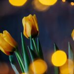 Tulpenblüte in Holland: Zeitpunkt bestimmen