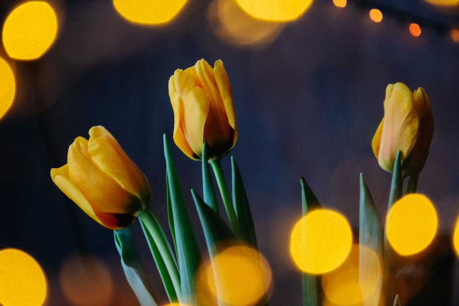 Tulpenblüte in Holland: Zeitpunkt bestimmen