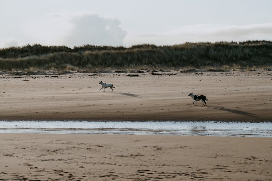  Urlaub mit Hund an die holländische Küste