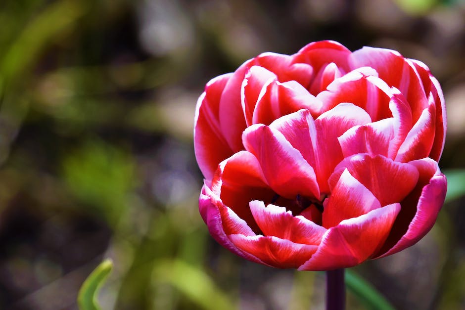 holland-tulpenfelder-blütezeit