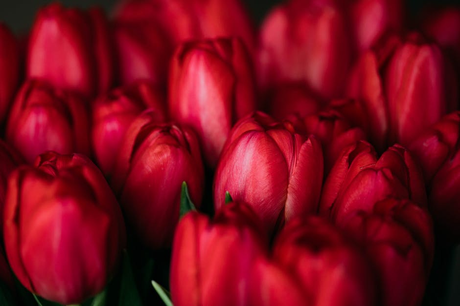  Tulpenfelder in Holland blühen