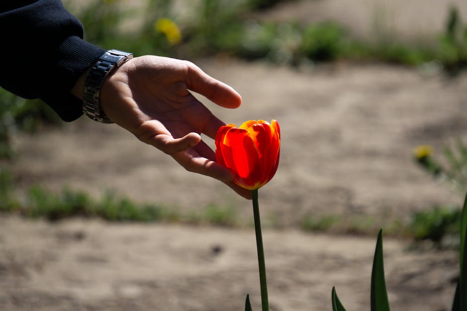 Tulpenfelder in Holland blühen jedes Jahr im Frühling