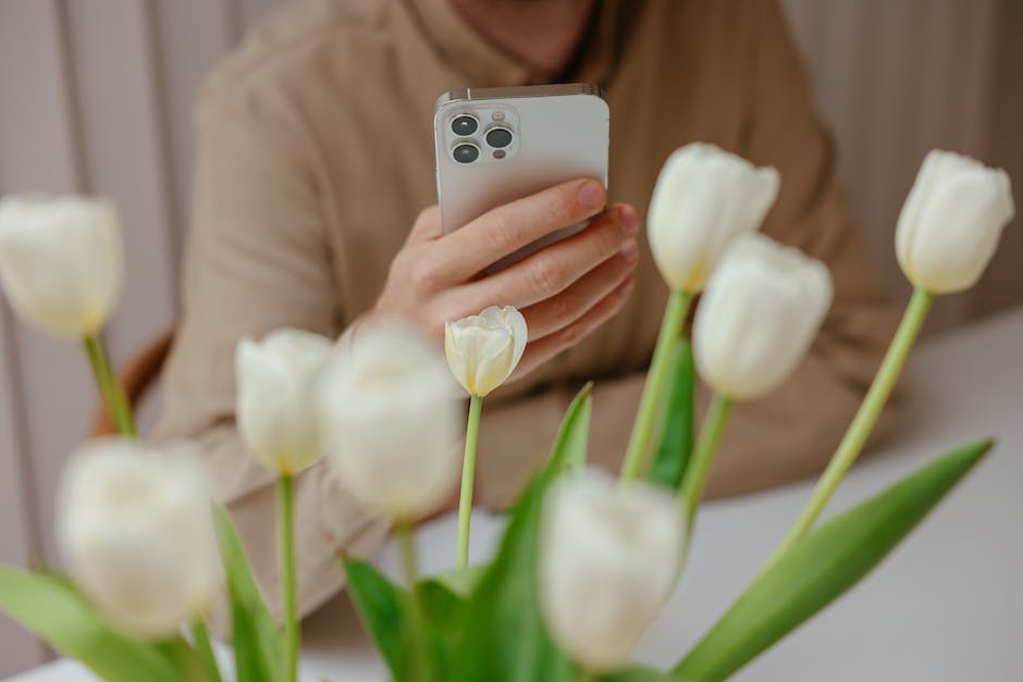 Tulpenfelder in Holland blühen Frühling