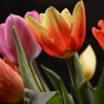 holländische Tulpenfelder blühen