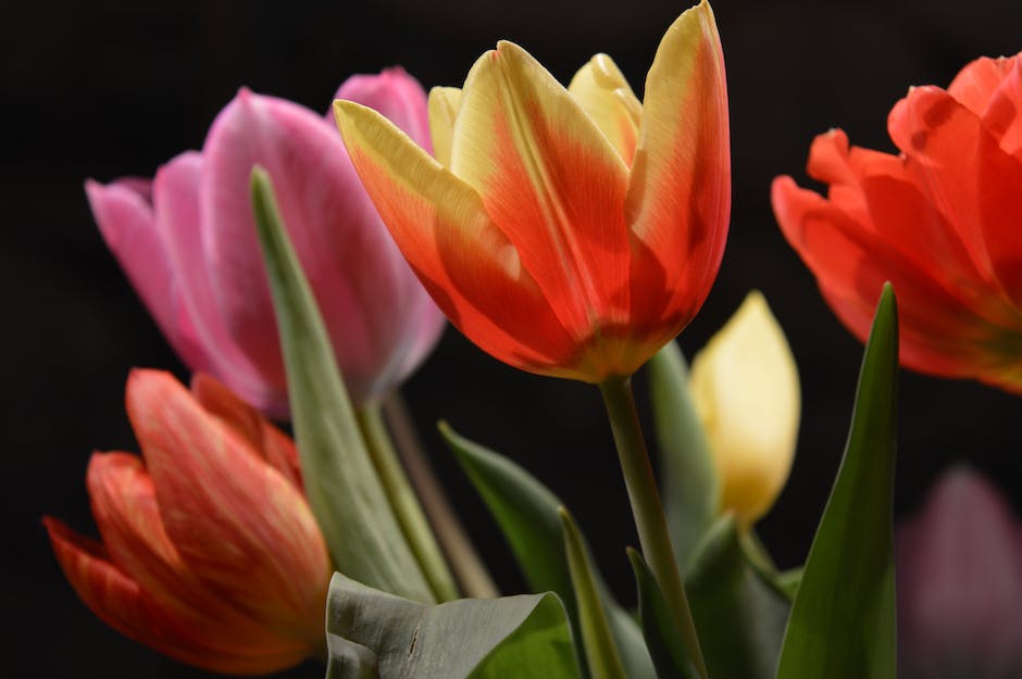 holländische Tulpenfelder blühen