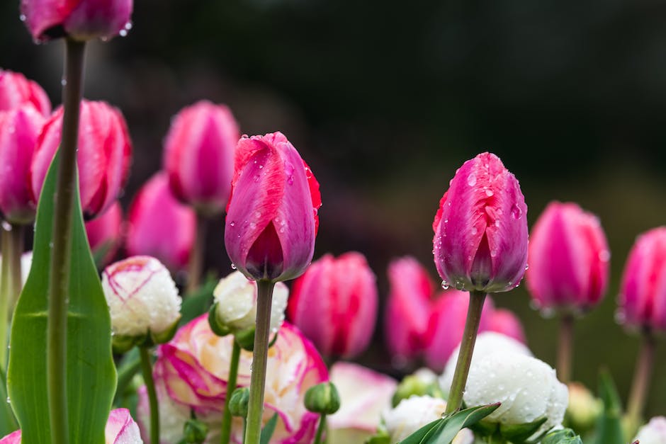 Holland Tulpenblüte: Wann ist die beste Zeit zum Blühen?