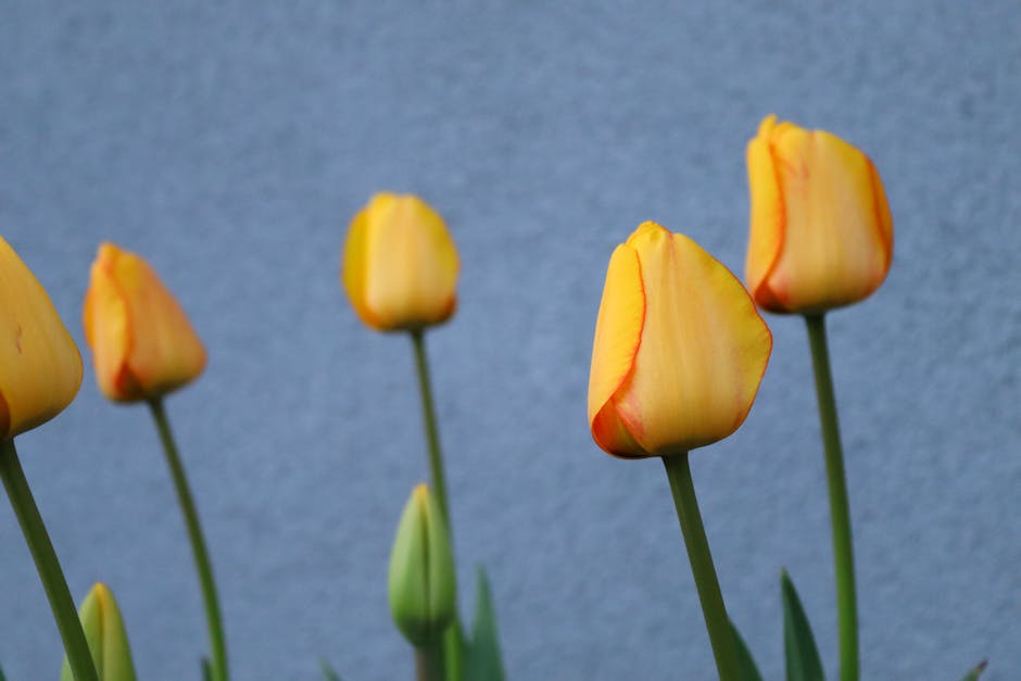 Hollands Tulpenblüte dauert einige Wochen