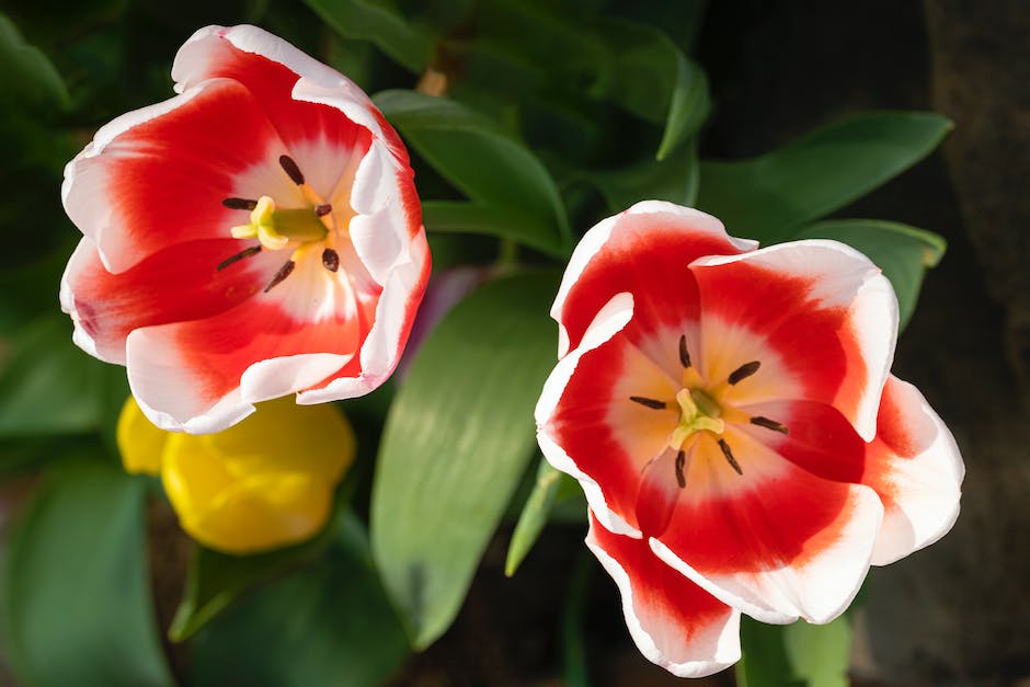 Tulpenblüten in Holland-Entfernungen