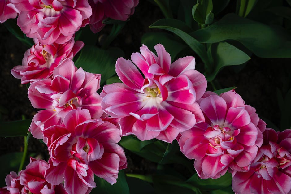 Tulpenblüte Länge in Holland