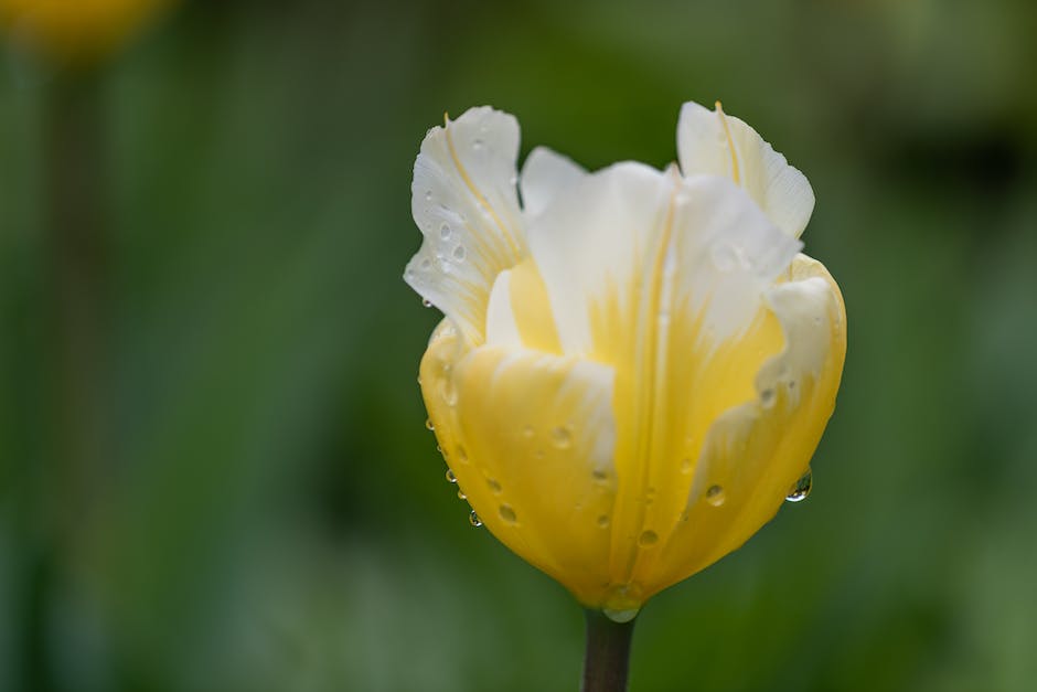 Tulpenfelder in Holland - die beliebtesten Orte für Touristen