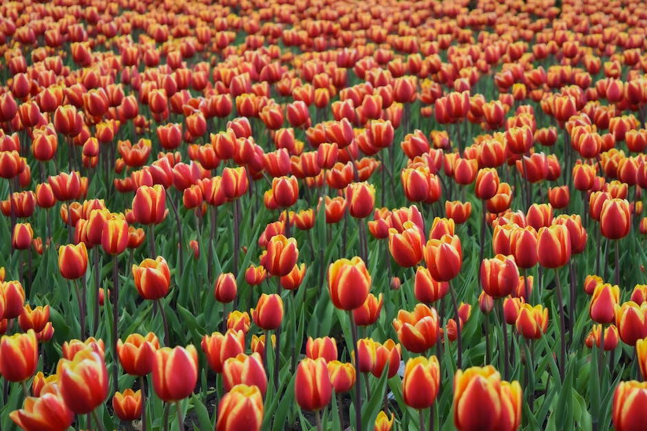 Tulpenfelder in Holland